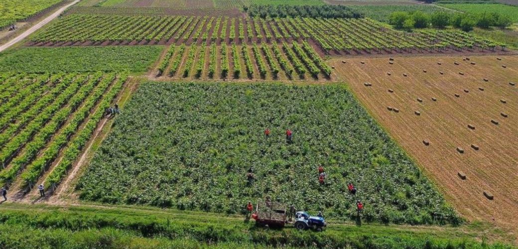 YAKLAŞIK 1,4 MİLYAR LİRALIK TARIMSAL DESTEK ÖDEMESİ ÇİFTÇİLERİN HESAPLARINA AKTARILIYOR